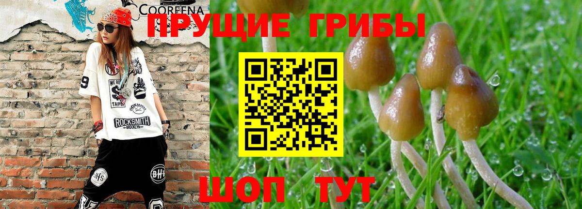 Псилоцибиновые грибы Psilocybe Елец